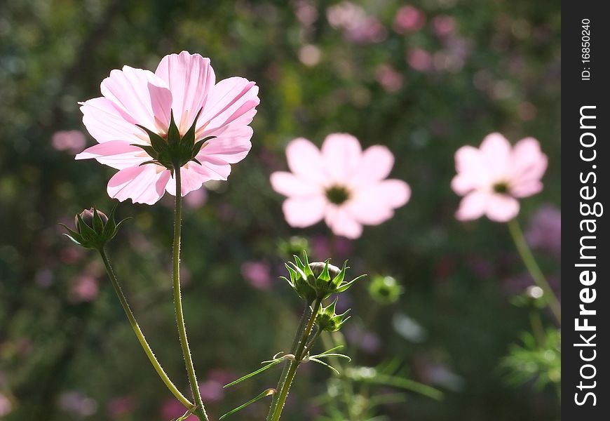 Beautiful flowers under sunshine on a autumn day.