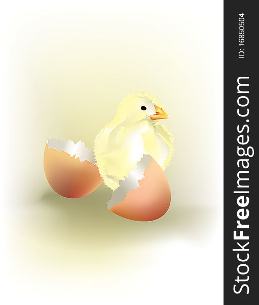 A newborn chick on white background
