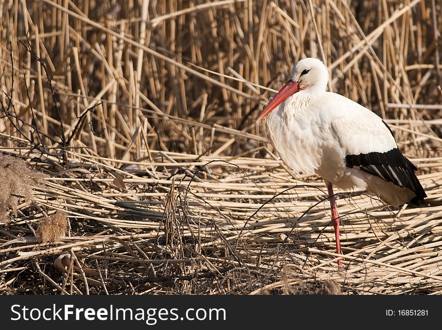 White Stork on Reed  in springtime