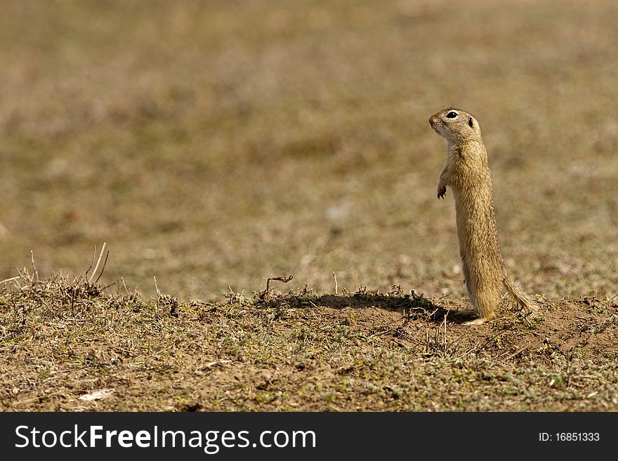 European Ground Squirrel standing up