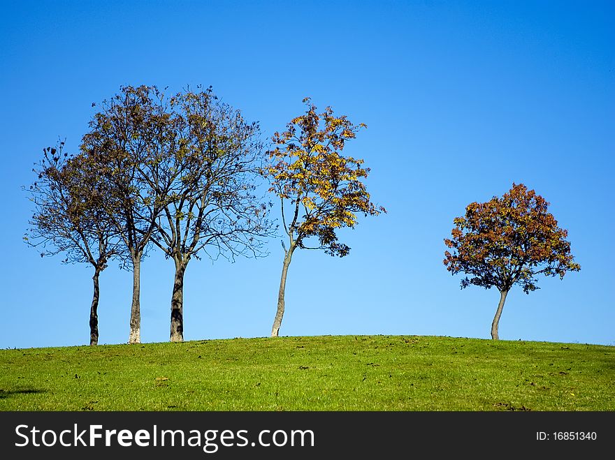 Trees On Hill