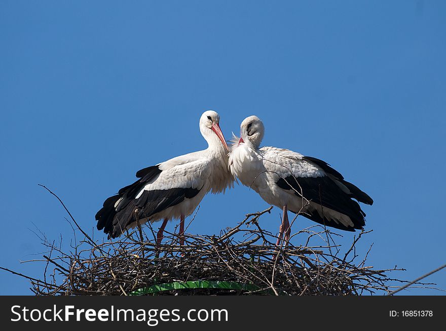 White Stork Pair On Nest