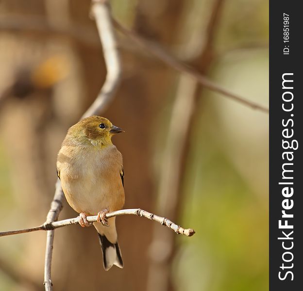 American goldfinch, Carduelis tristis, perched on a tree branch with an autumn color background