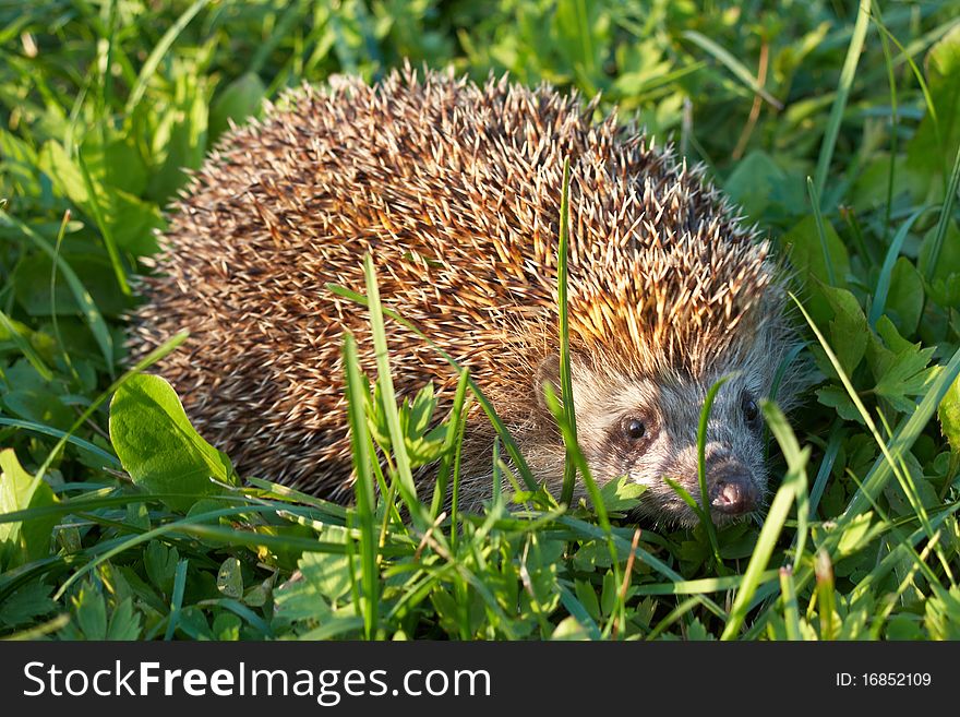 Hedgehog