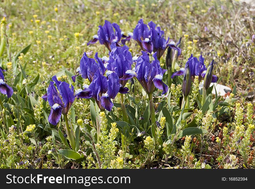 Dwarf Iris Violet on field