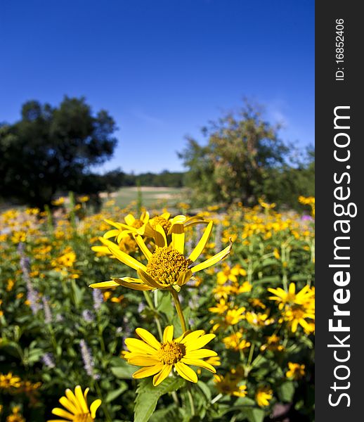 Field of yellow daisies