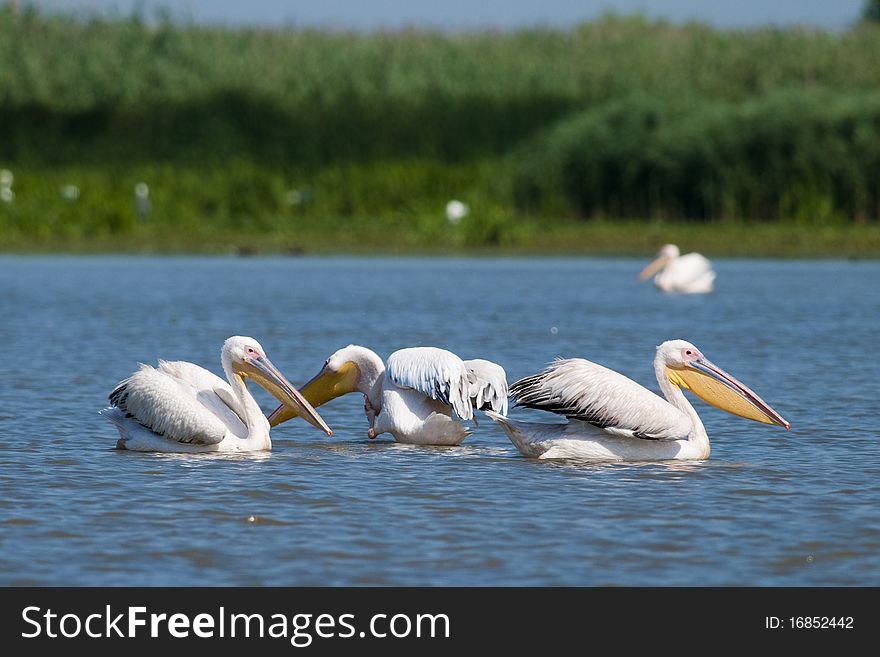 White Pelicans  in shallow water