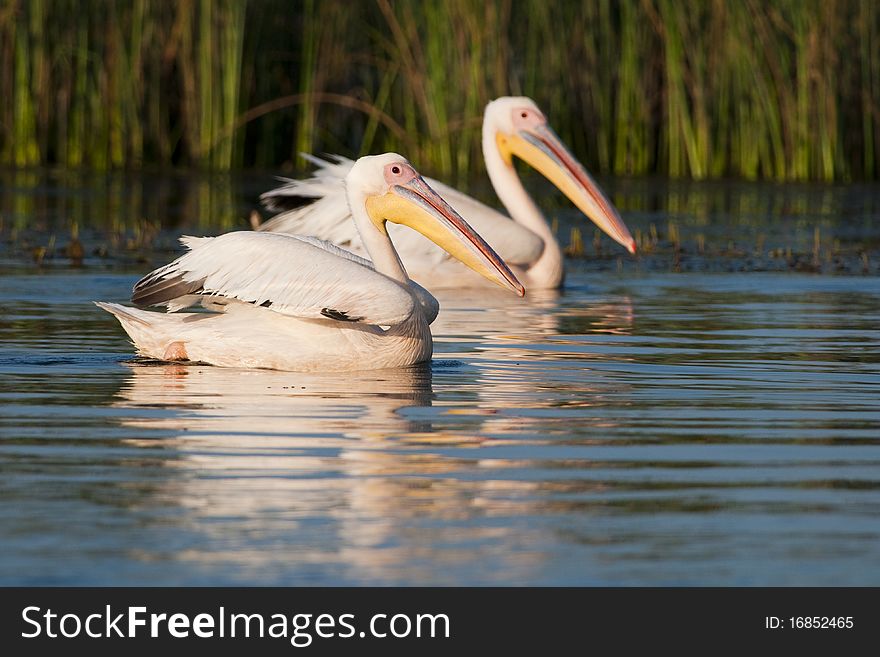 White Pelicans Pair