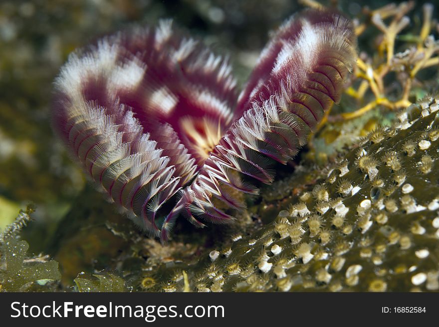 Underwater off the coast of Roatan Honduras a Split-crown feather duster worm