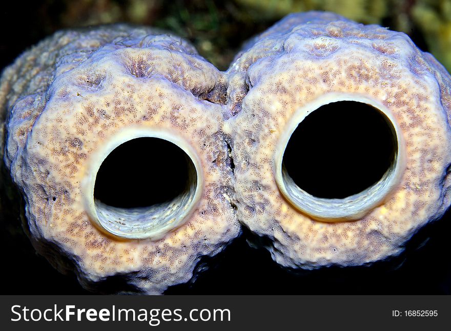 Purple branching vase sponge in close up