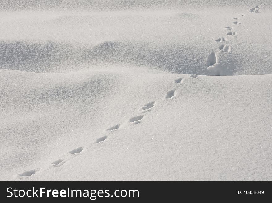 Animal Traces in the Snow on a Sunny Day