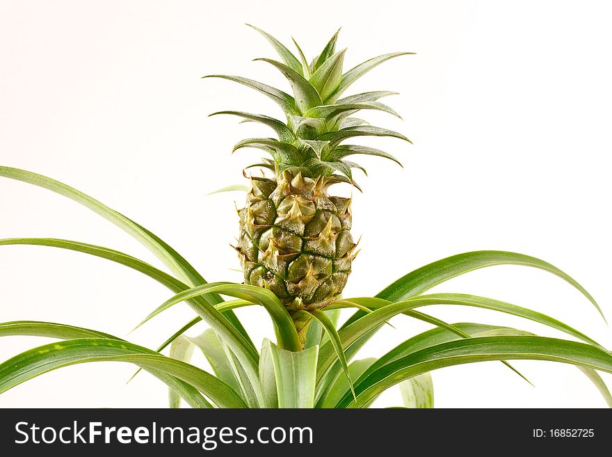 Inflorescence Bromeliads pineapple isolated on white background. Inflorescence Bromeliads pineapple isolated on white background