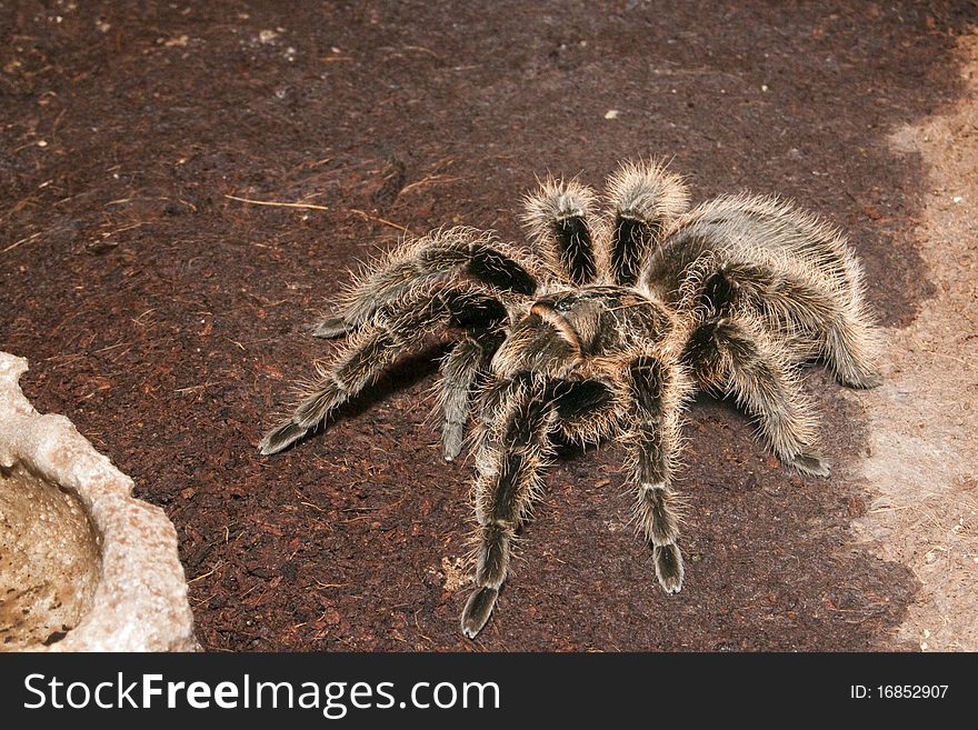 Black Velvet Tarantula in Terrarium