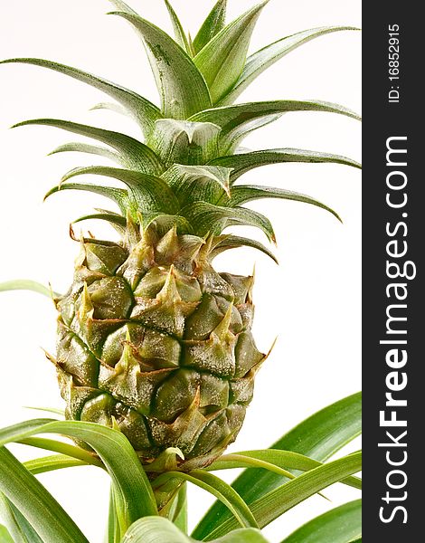 Inflorescence Bromeliads pineapple isolated on white background. Inflorescence Bromeliads pineapple isolated on white background