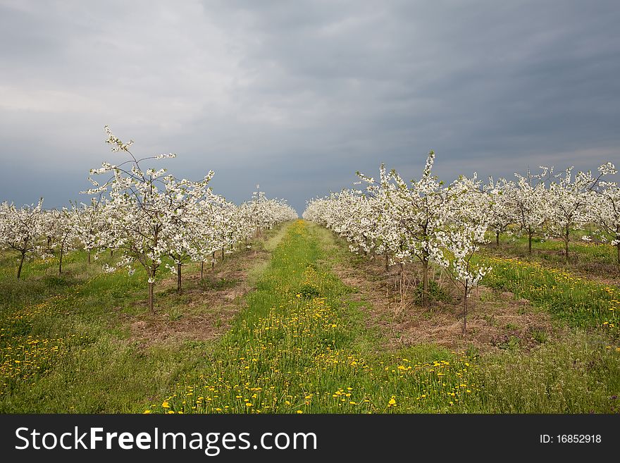 Apple Orchard With White Trees Before the Storm. Apple Orchard With White Trees Before the Storm