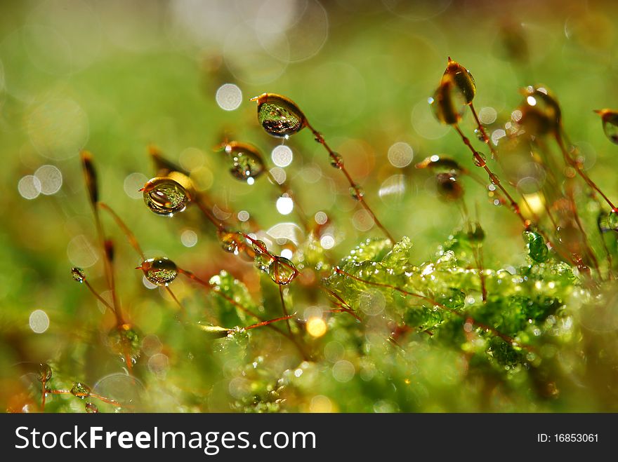 Water drops on moss in forest. Water drops on moss in forest