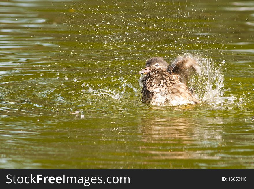 Wood Duck Splashing Water