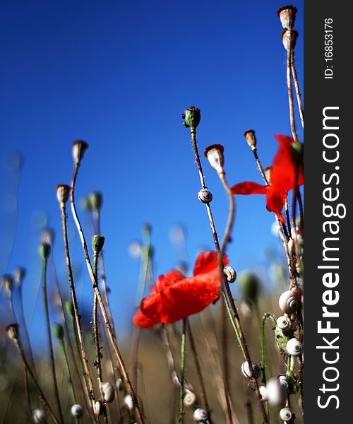 Poppies are seen near a beach in Mangalia, Romania. Poppies are seen near a beach in Mangalia, Romania.