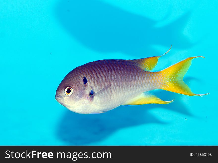 Coral Demoiselle fish in Aquarium