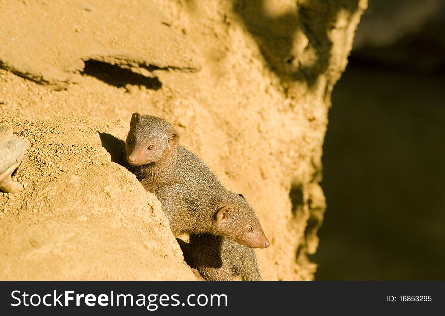 Two Mongoose playing in their hole entrance