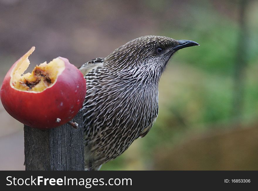 The Little Wattlebird (Anthochaera chrysoptera), also known as the Brush Wattlebird, is a honeyeater, a passerine bird in the family Meliphagidae.