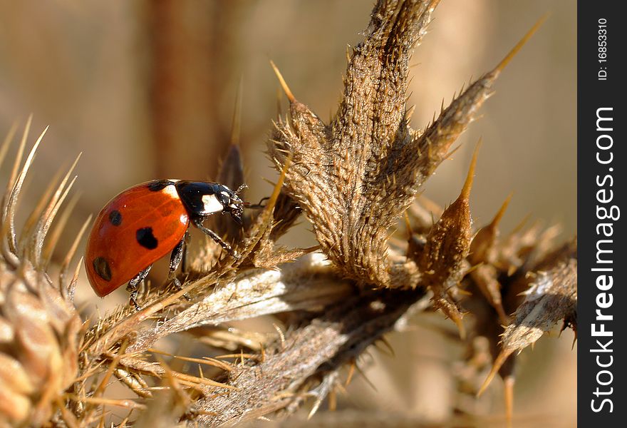 The ladybird creeps on a prickly plant