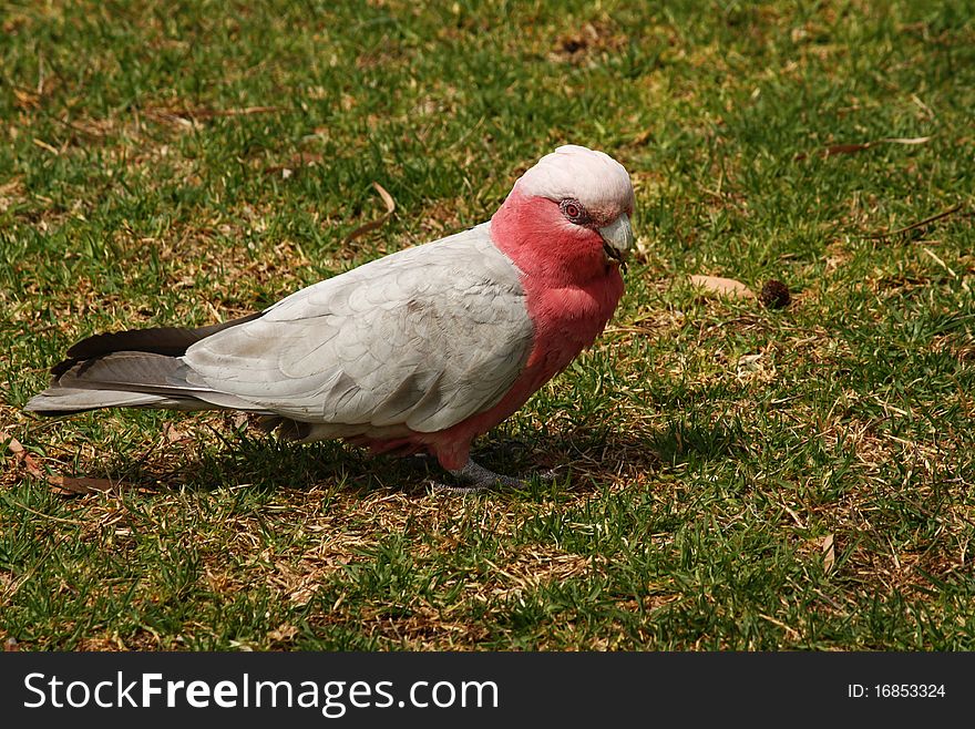 The Galah, Eolophus roseicapilla, also known as the Rose-breasted Cockatoo, Galah Cockatoo, Roseate Cockatoo or Pink and Grey, is one of the most common and widespread cockatoos, and it can be found in open country in almost all parts of mainland Australia. The Galah, Eolophus roseicapilla, also known as the Rose-breasted Cockatoo, Galah Cockatoo, Roseate Cockatoo or Pink and Grey, is one of the most common and widespread cockatoos, and it can be found in open country in almost all parts of mainland Australia.