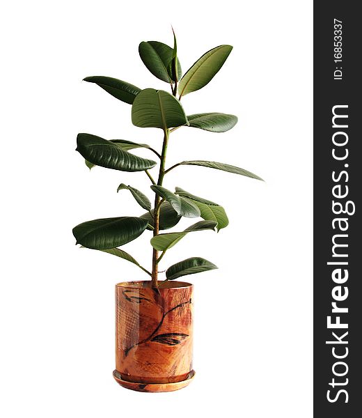 A big ficus in a flowerpot on white