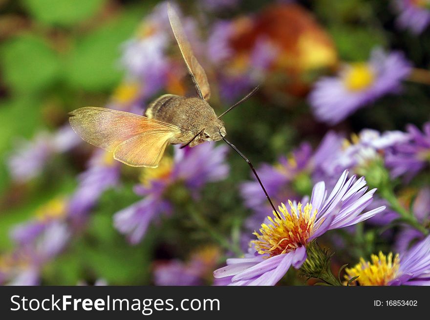 The butterfly flies over colors. The butterfly flies over colors