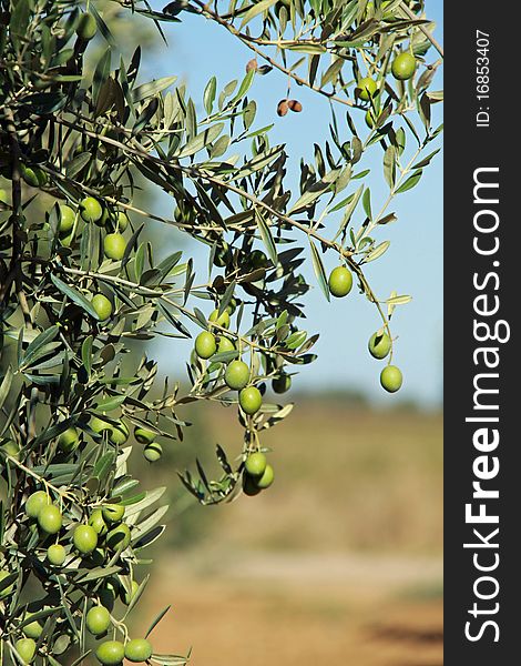 Ripe olives growing on a tree ready for harvest. Ripe olives growing on a tree ready for harvest