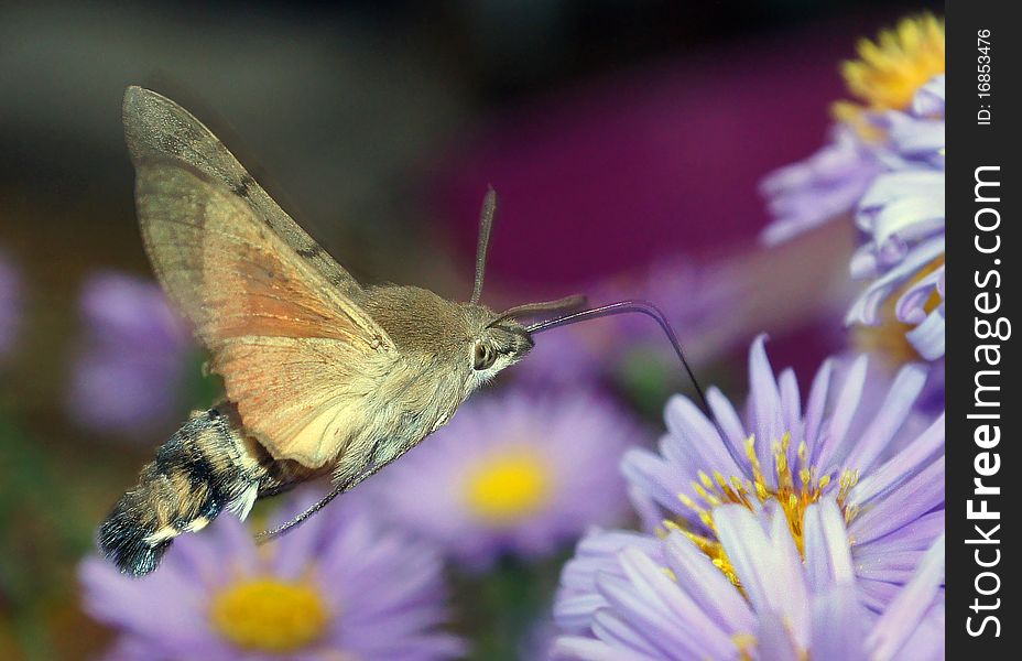 Flight Of The Butterfly
