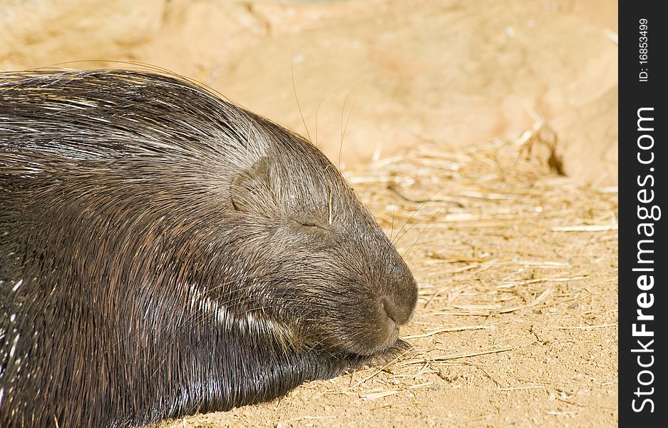 Close up of a Porcupine Sleeping