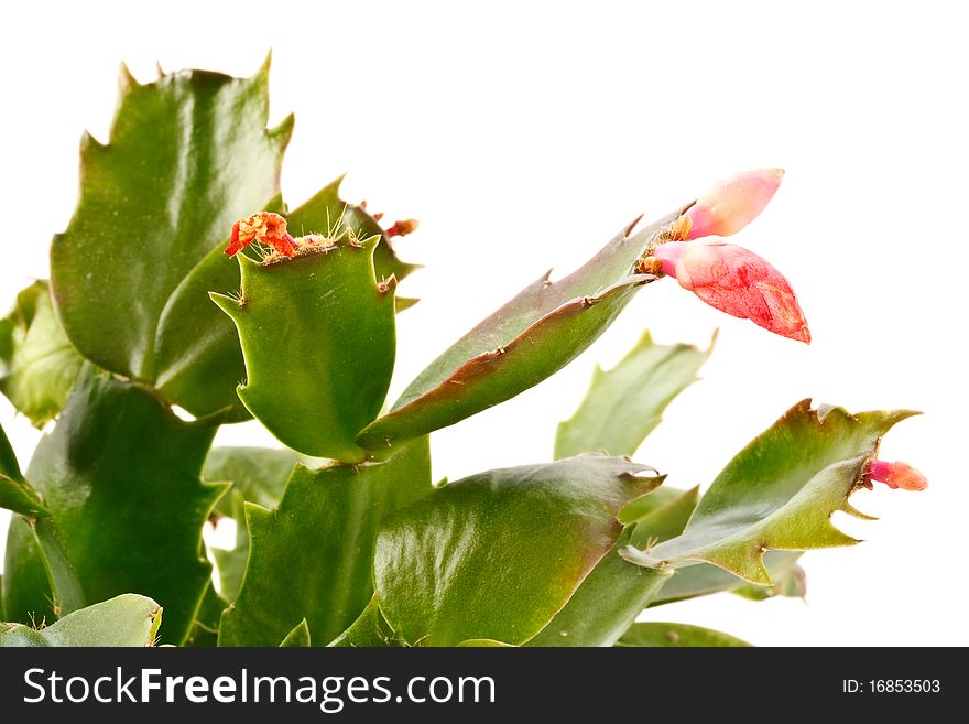 Zygocactus truncatus blossoms isolated on white background