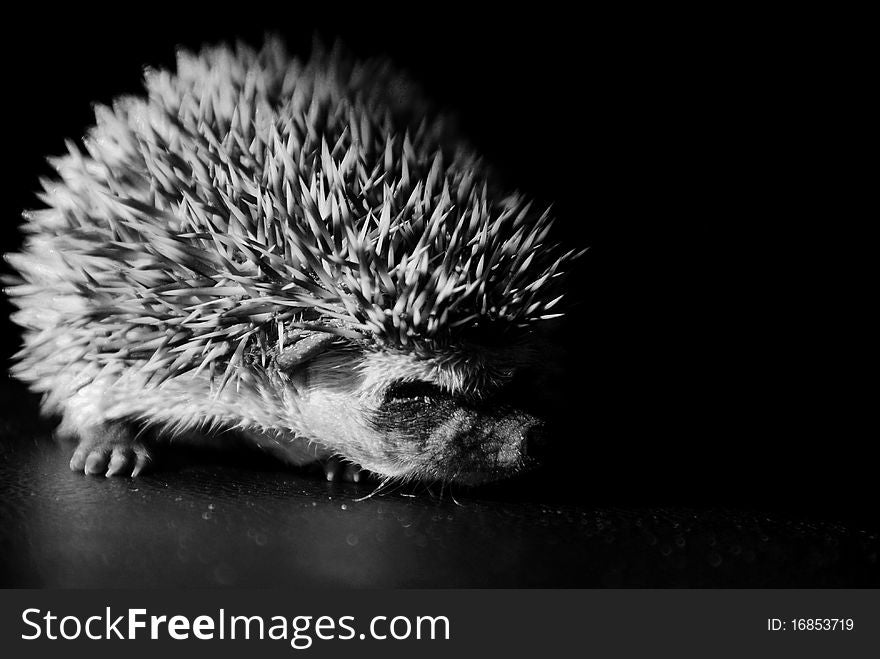 A baby hedgehog on a black background, facing right. A baby hedgehog on a black background, facing right.