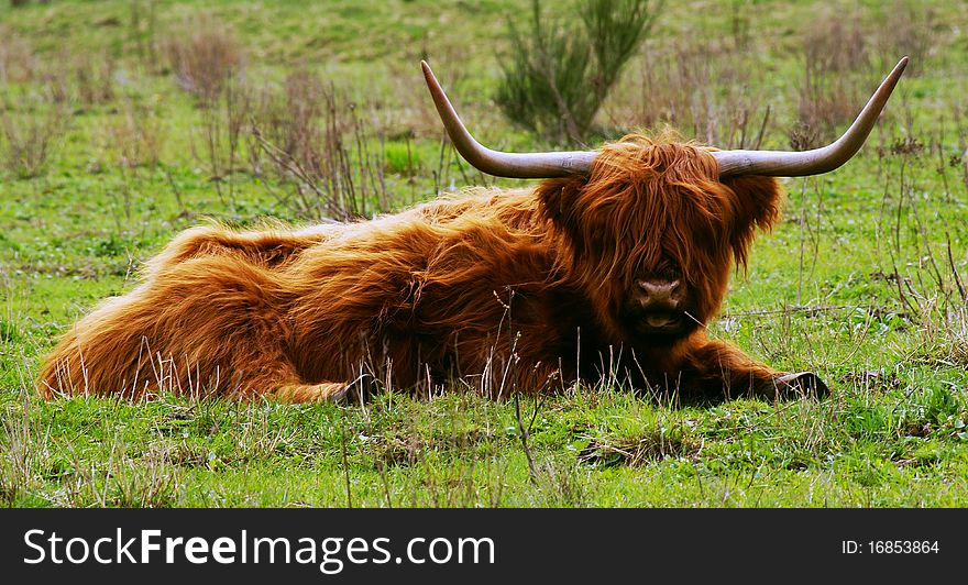 Scottish cow relaxing in the country side