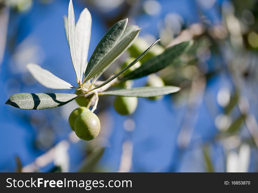 Olive tree in the sun. Olive tree in the sun