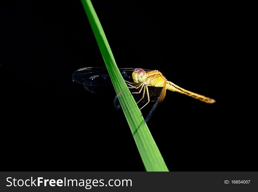 A dragonfly resting on a green leaf. A dragonfly resting on a green leaf