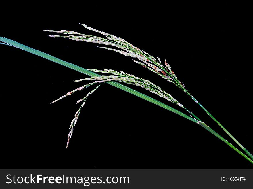 Rice Paddy on black background