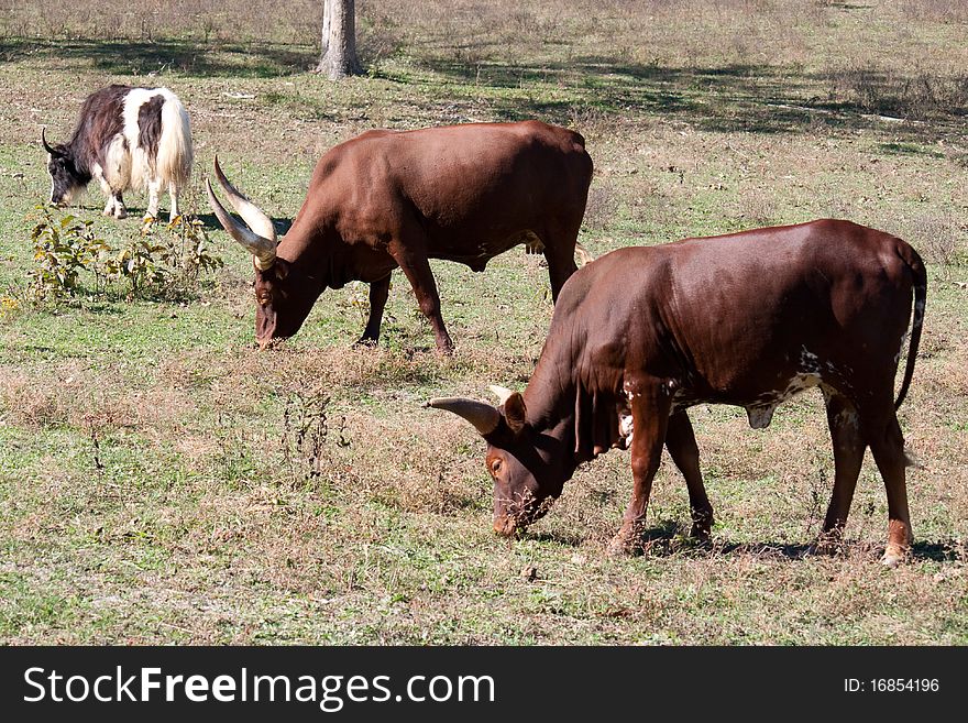 Two watusi cows and a yak eating in a field. Two watusi cows and a yak eating in a field.