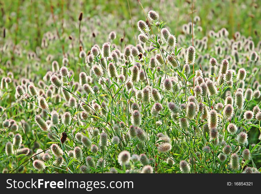 Blooming wild clover flowers in a meadow. Blooming wild clover flowers in a meadow