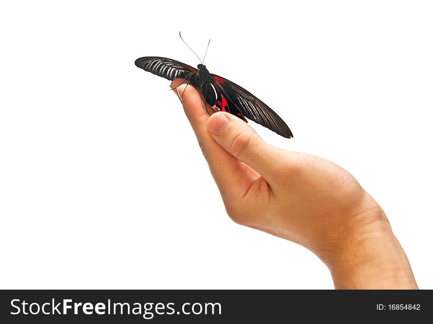 Black and red butterfly on man's hand. Studio shot. Black and red butterfly on man's hand. Studio shot