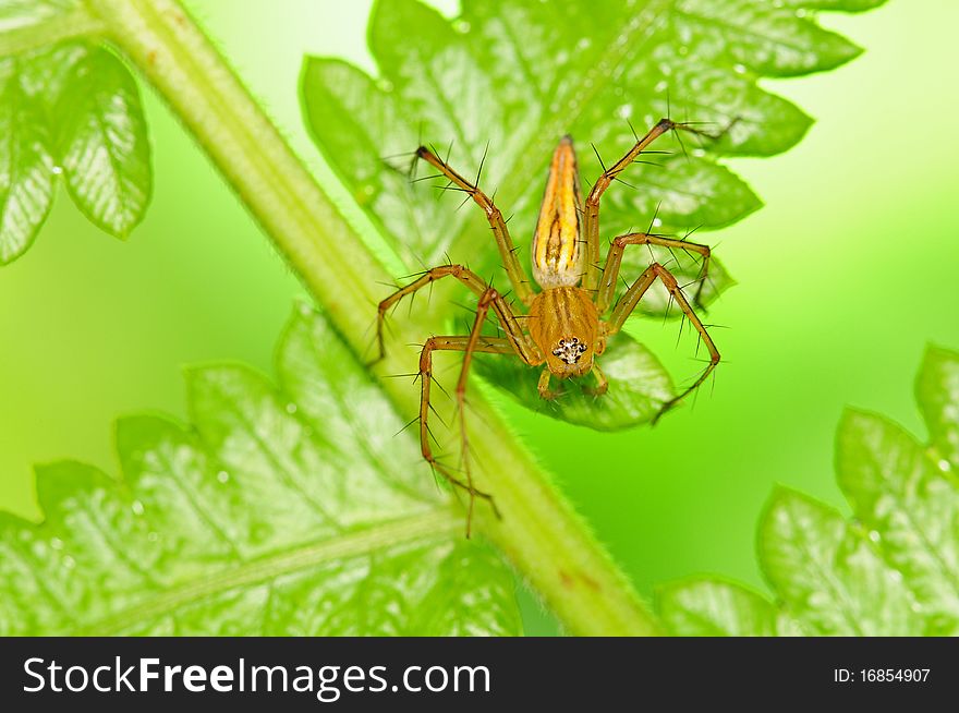 Closeup Of Lynx Spider In Natural Environment