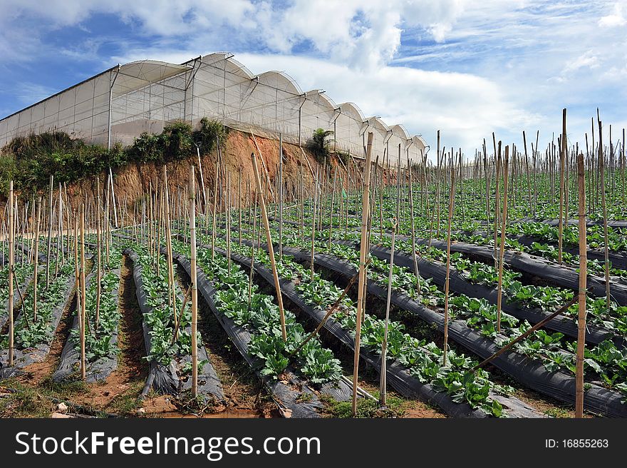 A cabbage farm in Cameron Highland,Malaysia. A cabbage farm in Cameron Highland,Malaysia.