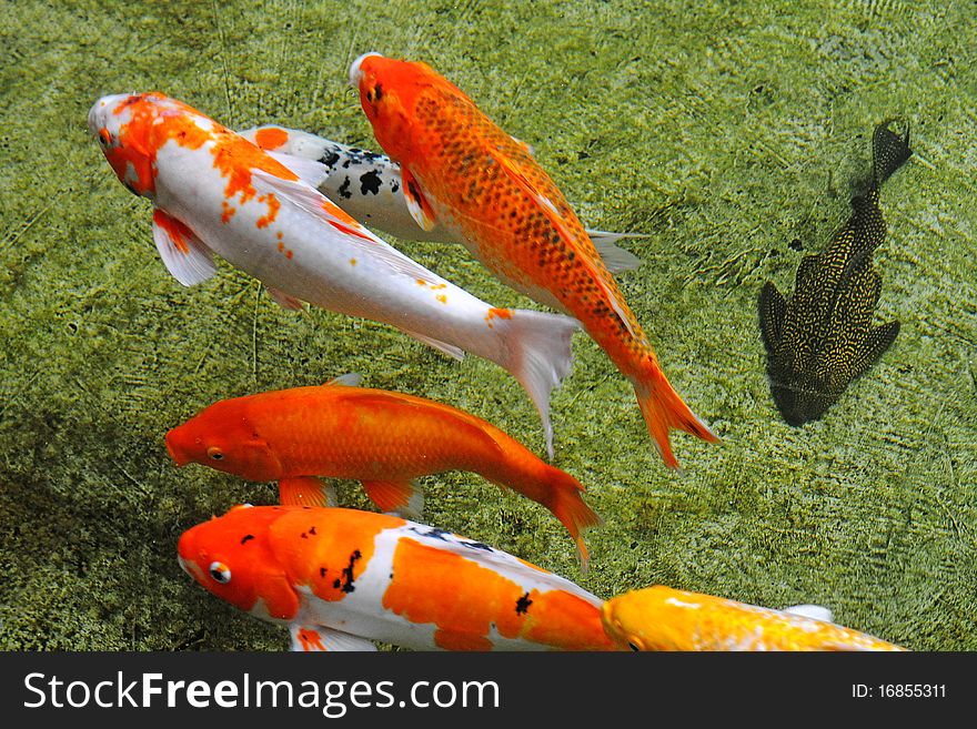 Colorful Koi Carps Swimming In the Water