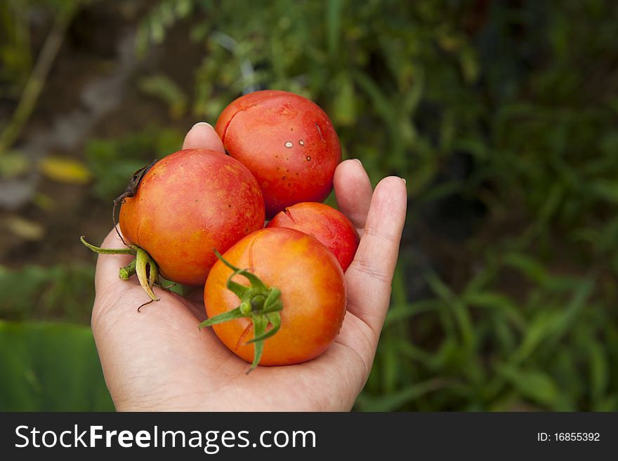 Ripe Small Tomatos In My Hand