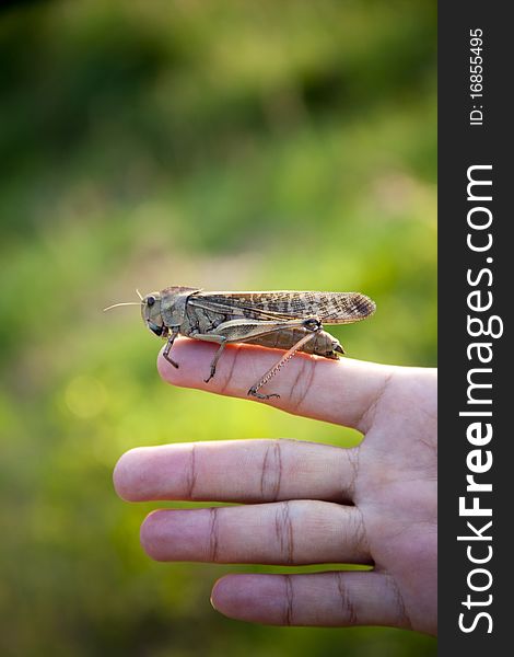 Locust Is Sitting On My Finger