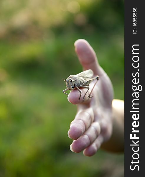 Locust is sitting on my finger, outdoor shot