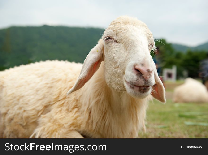 Sheep smiling on glass field