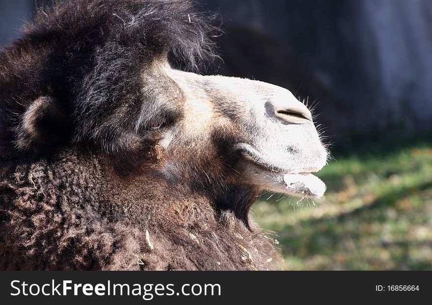 Close up of a furry bactrian camel. Close up of a furry bactrian camel.