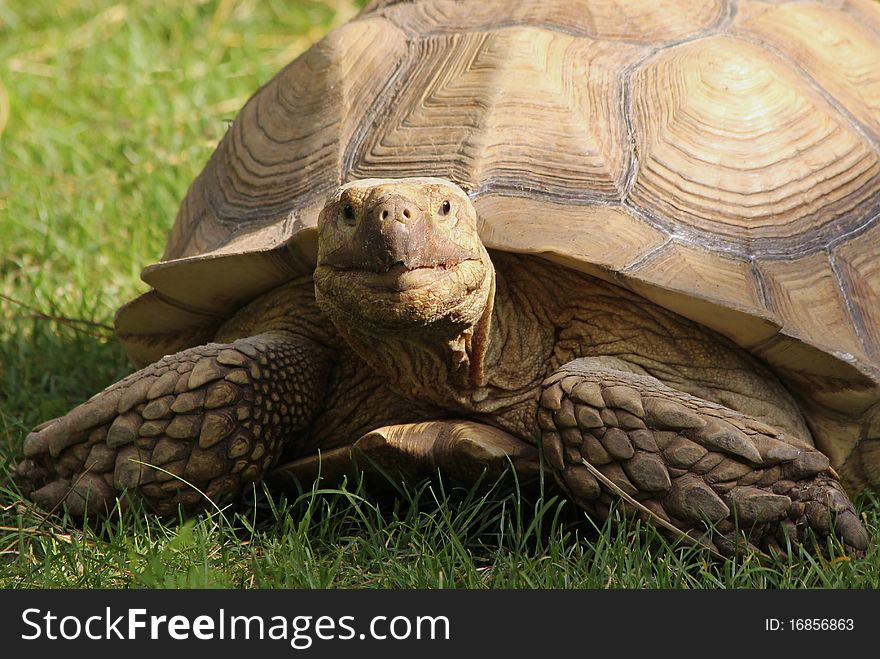 Giant turtle in the grass.